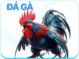 đá gà 68win